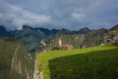 Scenic view of alpaca on mountain against cloudy sky