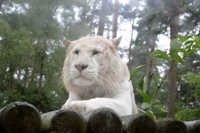 Portrait of lion in forest