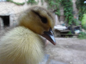 Close-up of young bird