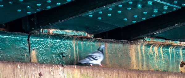 View of birds on wood