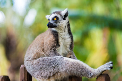 Close-up of lemur sitting on fence