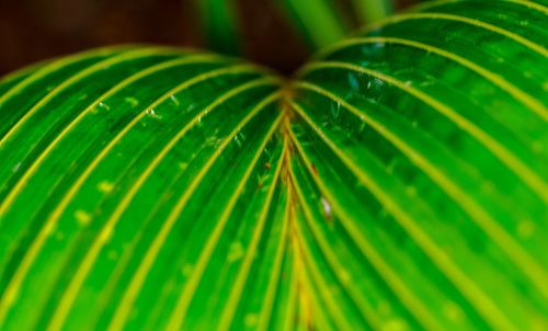 Close-up of raindrops on palm leaves