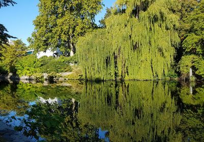Scenic view of lake by trees in forest