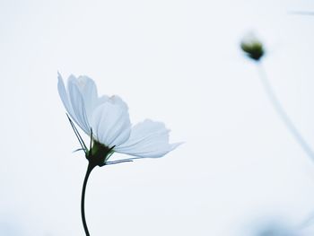 Close-up of white flowering plant