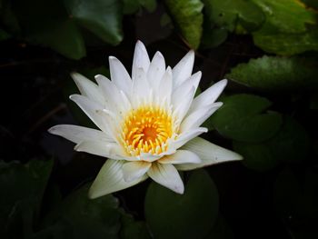 Close-up of white water lily blooming outdoors