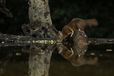 Close-up of squirl drinking water