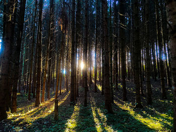 Trees growing in forest