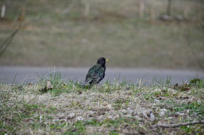 View of bird on field