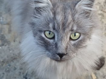 Close-up portrait of cat