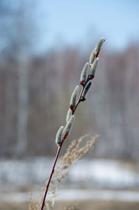 Close-up of flower buds on twig