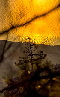 Close-up of plant against orange sky