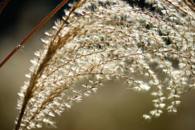 Close-up of snow on plant