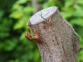 Close-up of insect on tree trunk