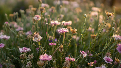Pink petals of cornflower blooming on blur green leaves, know as bachelor's button or basket flower