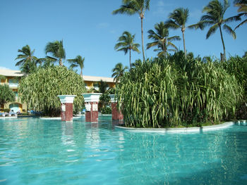 Palm trees by swimming pool against blue sky