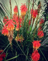 Close-up of red flowers blooming outdoors
