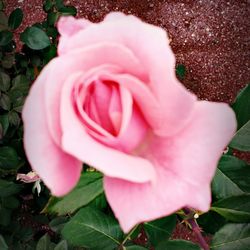 Close-up of pink rose blooming outdoors