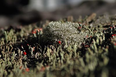 Close-up of plants