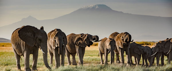 Elephants on land