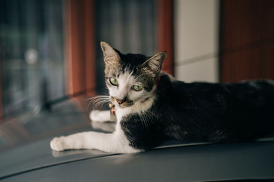 Close-up portrait of a cat