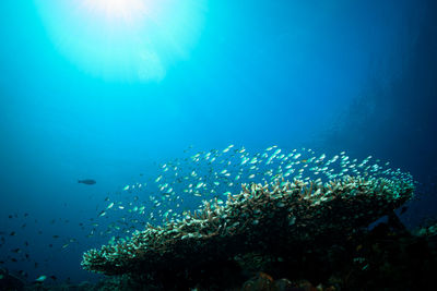 Fish swimming in sea