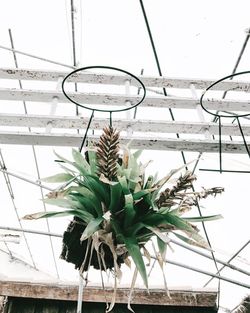 Plant growing on a wall