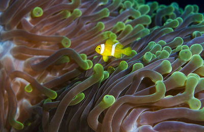 Close-up of fish swimming in sea