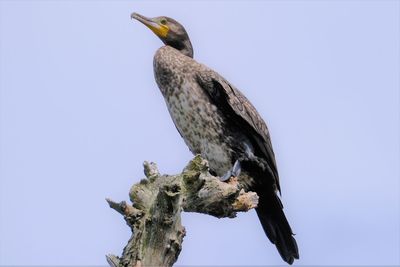 Cormorant on a bare branch against blue sky