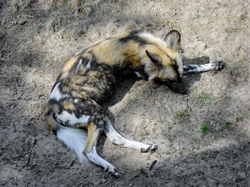 Sleeping animal at the zoo