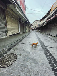 Dog walking on street amidst buildings