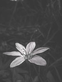 Close-up of white flowering plant