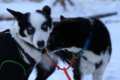 Close-up of dogs