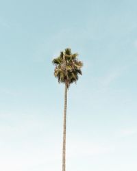 Low angle view of coconut palm tree against sky