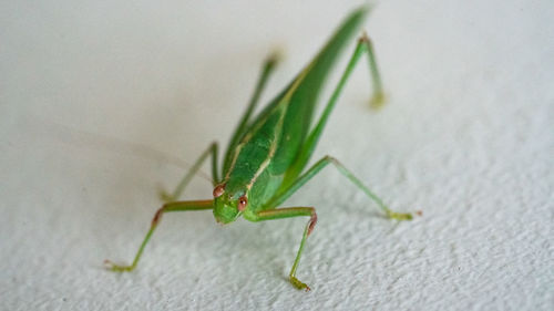 Insect on leaf