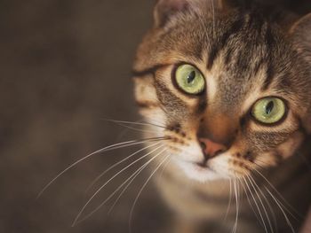 Close-up portrait of cat