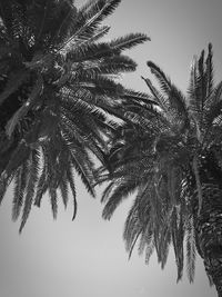 Low angle view of palm tree against clear sky