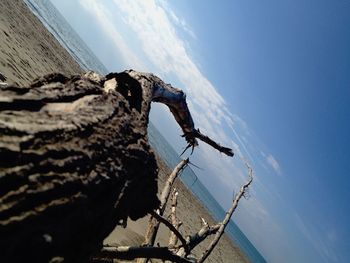 View of tree against sky