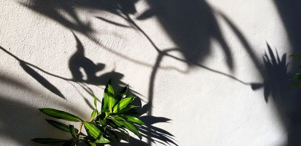 Close-up of plant against wall