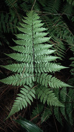 Full frame shot of pine tree