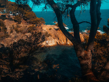 Trees by lake