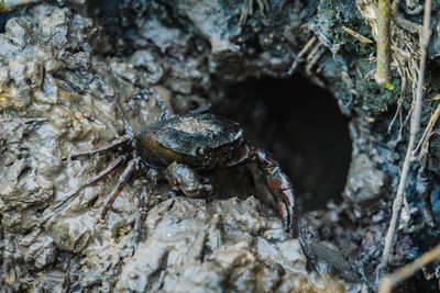Close-up of insect on rock