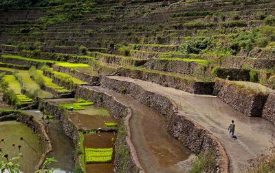 Full frame shot of agricultural field