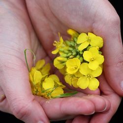 Close-up of cropped hand holding flower