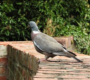 Pigeon perching on wood