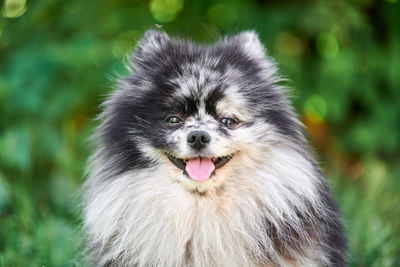 Close-up portrait of a dog