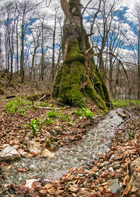 View of trees in forest