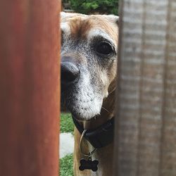 Dog seen through wooden fence