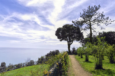 Scenic view of trees against sky