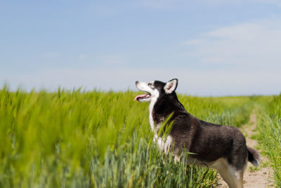 Side view of dog on field against sky