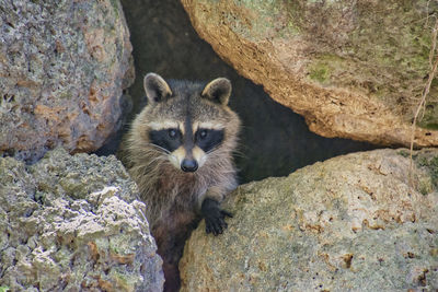 Portrait of raccoon on rock